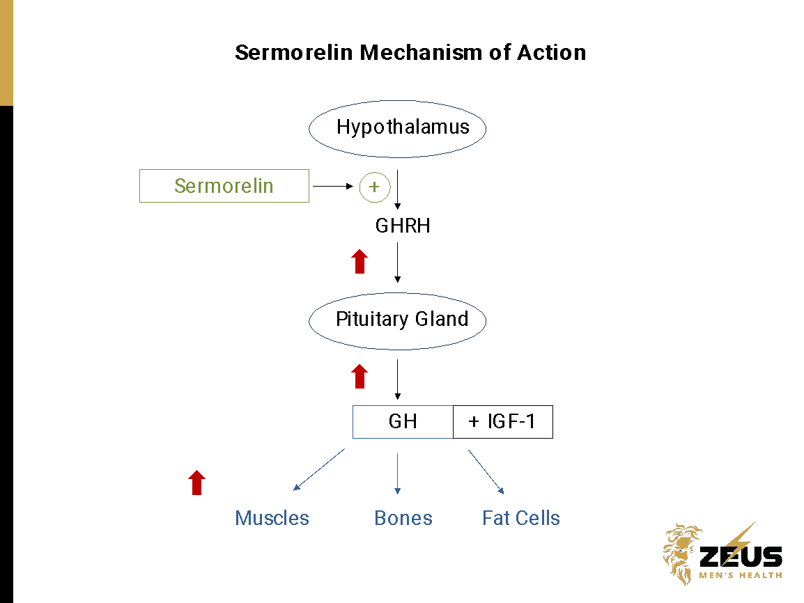 Sermorelin Mechanism Of Action