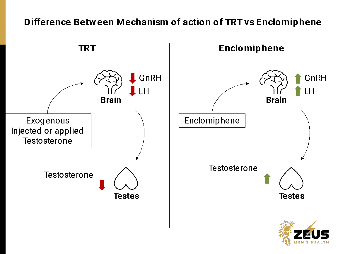 Enclomiphene and Testosterone Levels